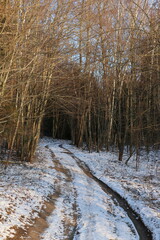 Rural road in winter
