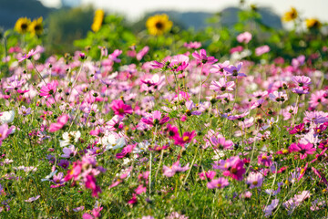 コスモスと向日葵
