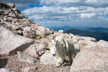 Mountain Goats at Mount Evans Colorado