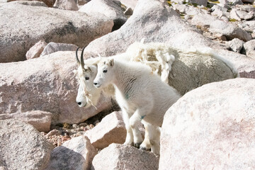 Mountain Goats at Mount Evans Colorado