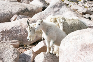 Mountain Goats at Mount Evans Colorado