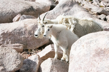 Mountain Goats at Mount Evans Colorado
