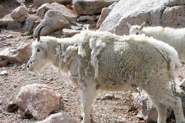 Mountain Goats at Mount Evans Colorado