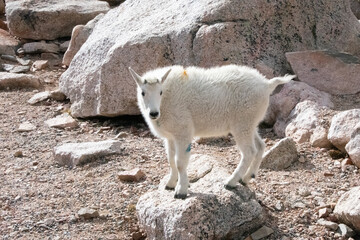 Mountain Goats at Mount Evans Colorado