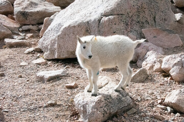 Mountain Goats at Mount Evans Colorado
