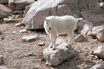 Mountain Goats at Mount Evans Colorado