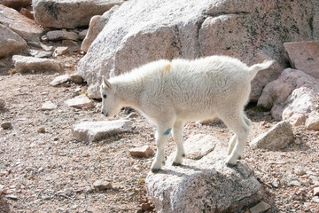 Mountain Goats at Mount Evans Colorado