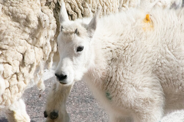Mountain Goats at Mount Evans Colorado