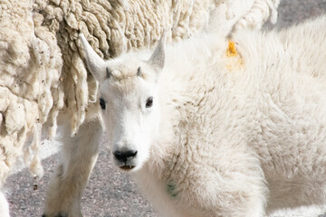 Mountain Goats at Mount Evans Colorado
