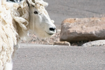 Mountain Goat Mount Evans Colorado