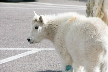Mountain Goat Mount Evans Colorado