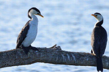 little pied cormorant