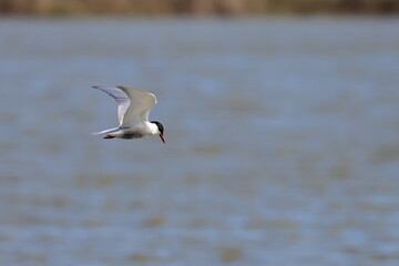Naklejka premium whiskered tern