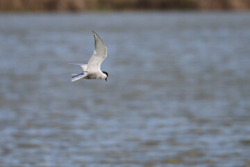 whiskered tern