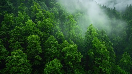 Lush forest canopy, misty mountainside, aerial view.  Possible use Nature wallpaper