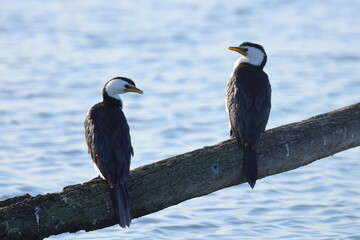 little pied cormorant