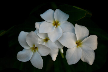 Cluster of Plumeria Flowers