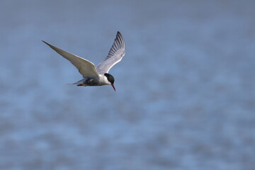 whiskered tern