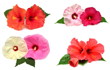 Collection of colored bouquet two hibiscus flowers with leaves isolated on white background. Flat lay, top view