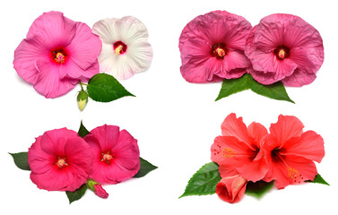 Obraz premium Collection of colored bouquet two hibiscus flowers with leaves isolated on white background. Flat lay, top view