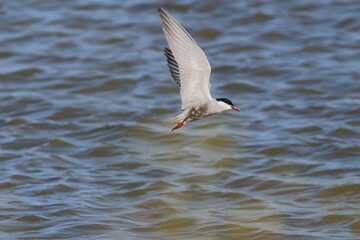 whiskered tern
