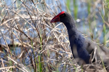 purple swamphen