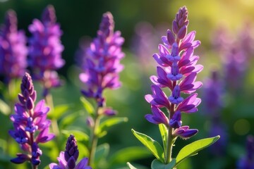 Fototapeta premium Salvia nemorosa flowers with subtle details in sunlight, purple, texture