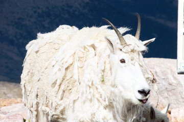 Mountain Goat Mount Evans Colorado