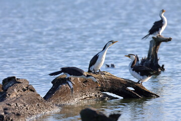 little pied cormorant