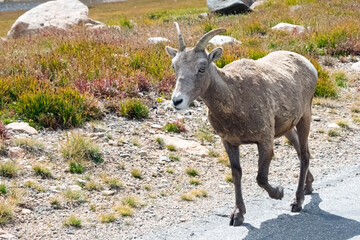 Bighorn Sheep Mt. Blue Sky Colorado