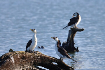 little pied cormorant