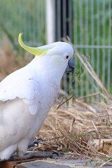 sulphur crested cockatoo