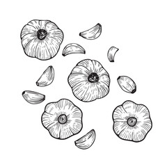Garlick set line art style vector. For package design, flyers, pamphlet 