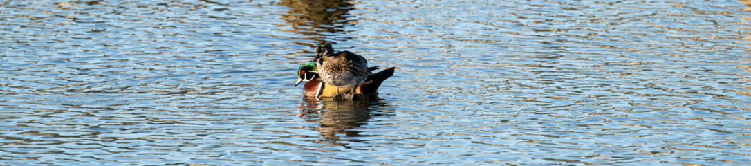 Obraz premium Pair or wood ducks, male and female, perched on a low old wood dock piing in Lake Washington on a sunny winter day, Juanita Bay Park, Kirkland, Washington 
