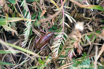 cricket amongst the grass