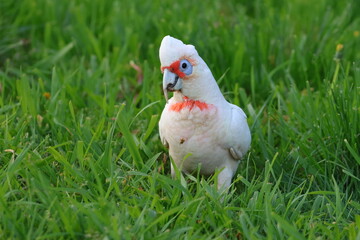 corella