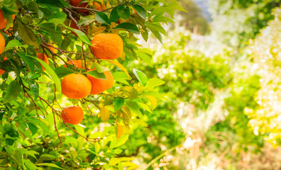 Orange garden with orange friuts, Soller Mallorca