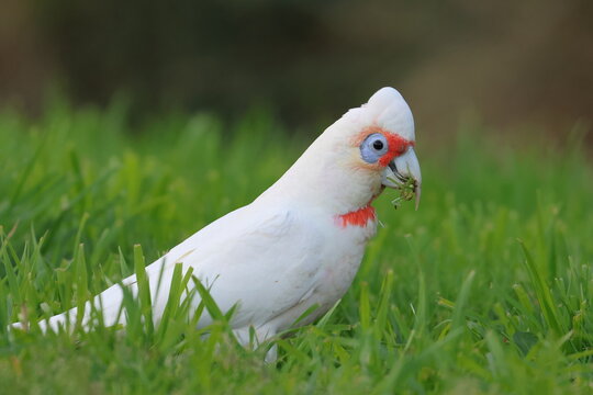corella