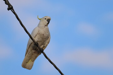 sulphur crested cockatoo