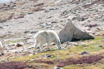 Mountain Goat Mount Evans Colorado