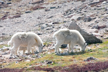 Mountain Goat Mount Evans Colorado