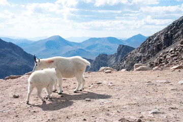 Mountain Goat and Kid Mt. Evans Colorado