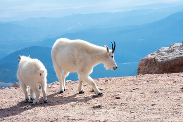 Mountain Goat Mount Evans Colorado