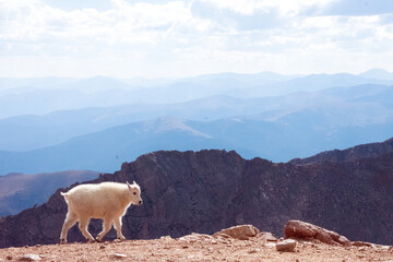 Mountain Goat Mount Evans Colorado
