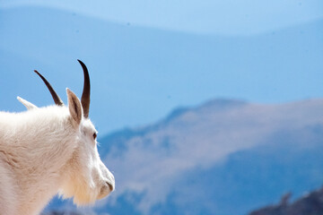 Mountain Goat Mount Evans Colorado