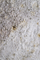 Close up of Rough Textured Surface