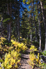 Fototapeta premium Box Elder Peak Hiking Trail, American Fork Canyon. Uinta-Wasatch-Cache National Forest, Wasatch Range Rocky Mountains, Utah, United States.