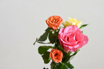 カラフルな薔薇