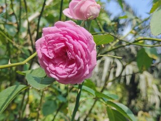 a stalk of pink roses that are blooming beautifully