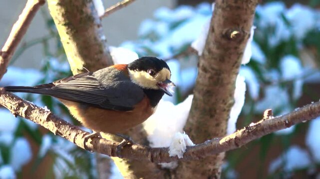 雪の中、木の枝に止まり、脂身を食べて飛び立つヤマガラのスローモーション  冬の野鳥  4K